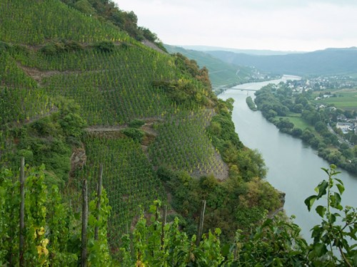 Абсурдно стръмното лозе 